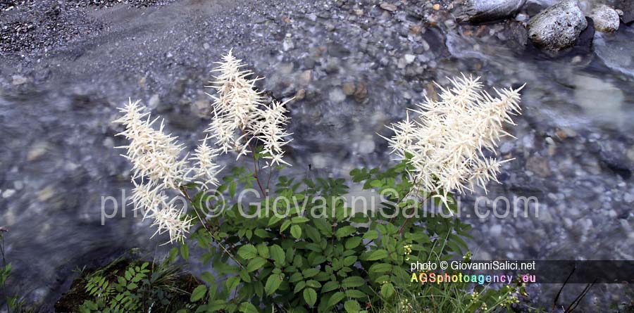 Shinrin Yoku in Val Senagra, Barba di capra,  Aruncus dioicus (Walter Fernald),  sugli argini del torrente Senagra a Sass Corbee, nel Parco Val Sanagra PLIS a Loveno di Menaggio, Como, Italia,  18 june 2012