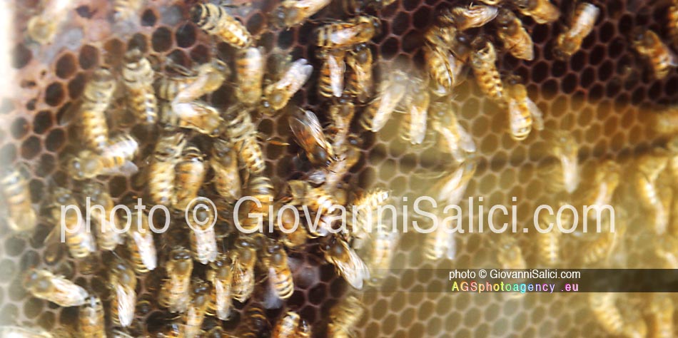 api ed immunità, un alveare di api da miele photo © Giovanni Salici