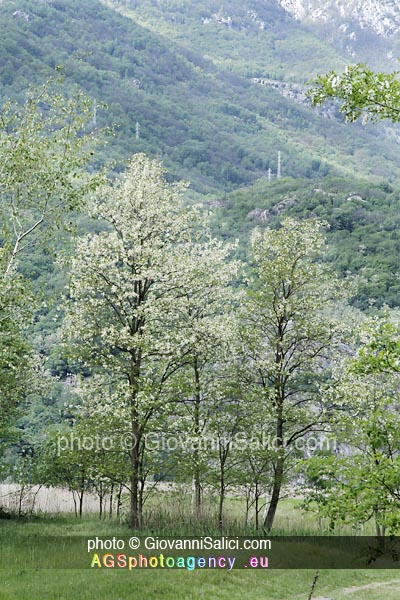 Cucina Selvatica: frittelle di fiori d'acacia, fioritura della Robinia pseudoacacia nella Riserva Naturale Pian di Spagna Lago Mezzola,, 06 maggio 2016