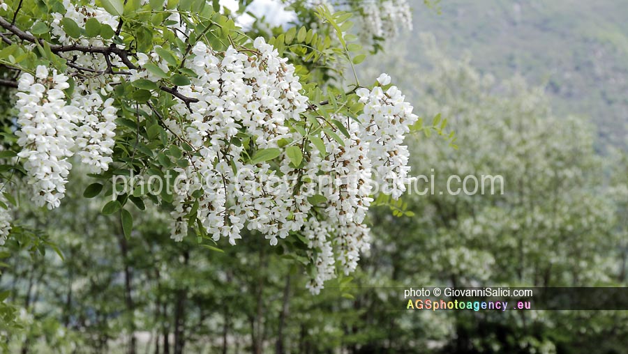 Cucina Selvatica: frittelle di fiori d'acacia, fioritura della Robinia pseudoacacia nella Riserva Naturale Pian di Spagna Lago Mezzola,, 06 maggio 2016