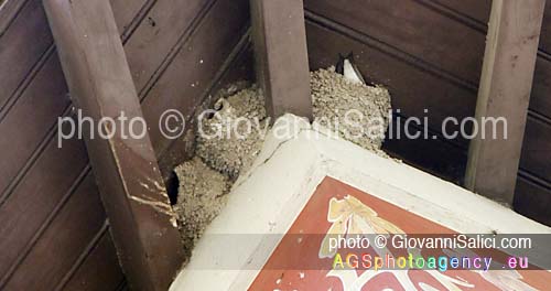 Distruggere i nidi è un reato penale, alcuni nidi di Delichon urbico, Lago di Como, Menaggio