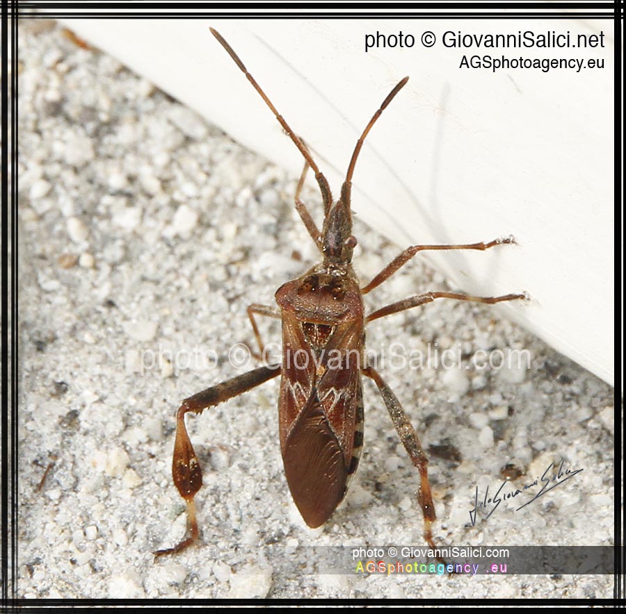 Leptoglossus occidentali o Cimice delle conifere