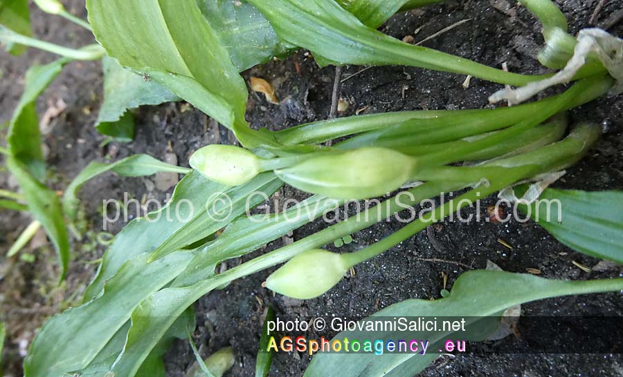 Cucina Selvatica: Allium ursinum, tappeto erboso di Allium nella Riserva Naturale Lago di Piano, Como, 17 aprile 2022
