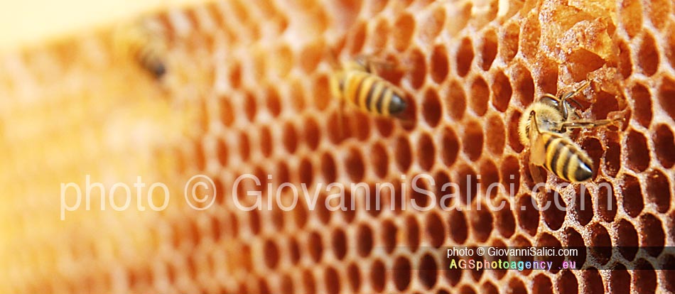 api ed immunità, un alveare di api da miele photo © Giovanni Salici