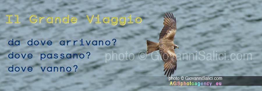 La Migrazione, Nibbio bruno (Milvus migrans) in volo sulla Valsolda, 19 giugno 2016 photo © Giovanni Salici