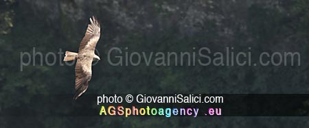 La Migrazione d'autunno, Milvus migrans, Nibbio bruno in volo sulla forra di Valsolda sul Lago di Lugano, 05 agosto 2018 photo © Giovanni Salici