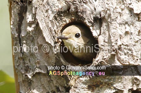 La Migrazione d'autunno, Codirosso Phoenicurus phoenicurusm, femmina ♀ all'uscita dal nido, Morbegno 09 maggio 2021 photo © Giovanni Salici