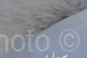 Cygnus olor con sfondo Fulica atra photo © Giovanni Salici